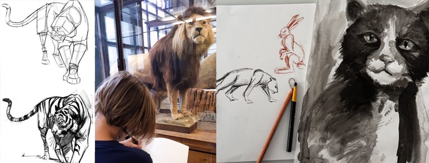 Tiere Zeichenkurs für Jugendliche bei studio linea
